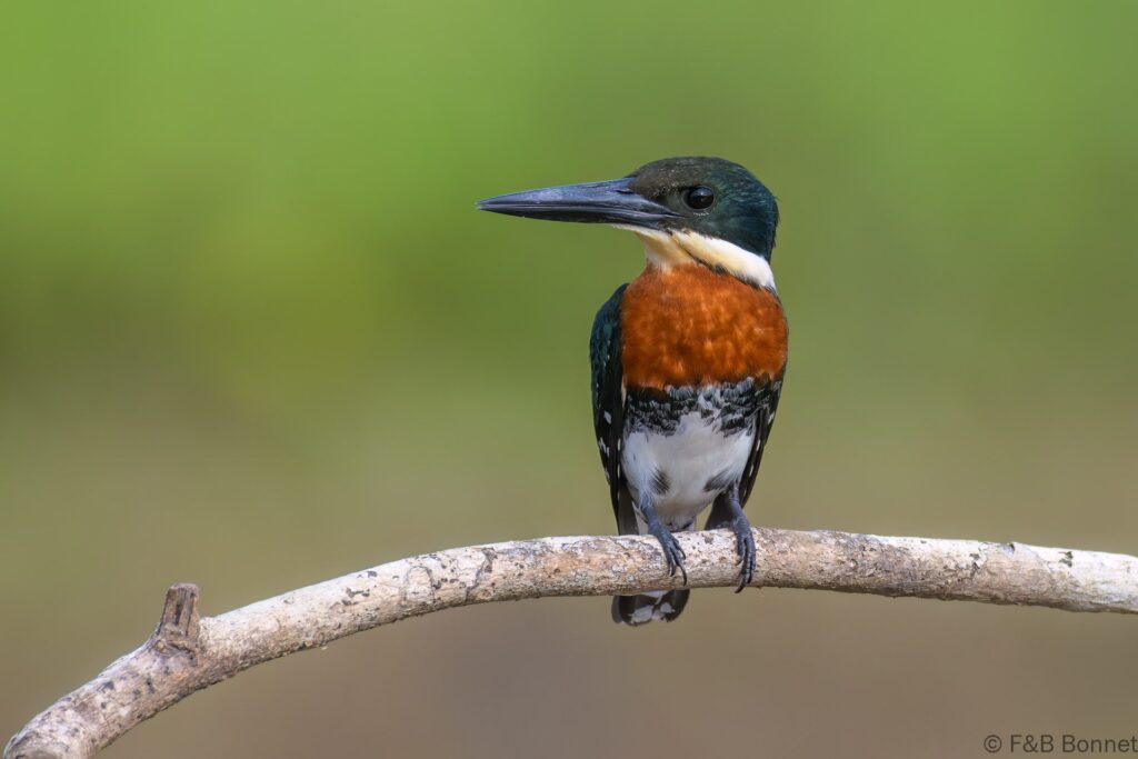 Martín pescador verde ♂ - Costa Rica - Caño negro - 2021