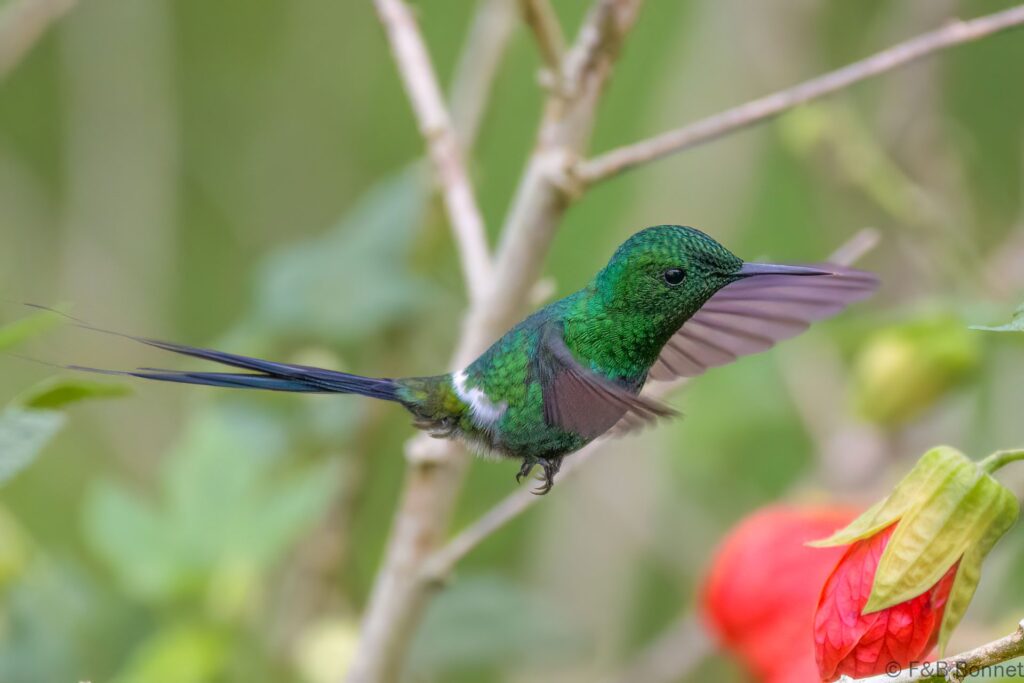 Rabudito verde ♂ - Costa Rica - Orosi - 2021