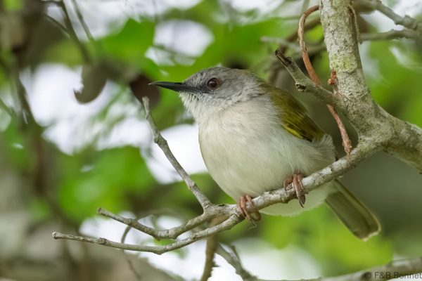 Green-backed Camaroptera - South Africa - Tembe - 2026
