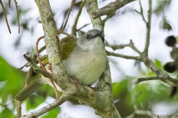 Green-backed Camaroptera - South Africa - Tembe - 2026