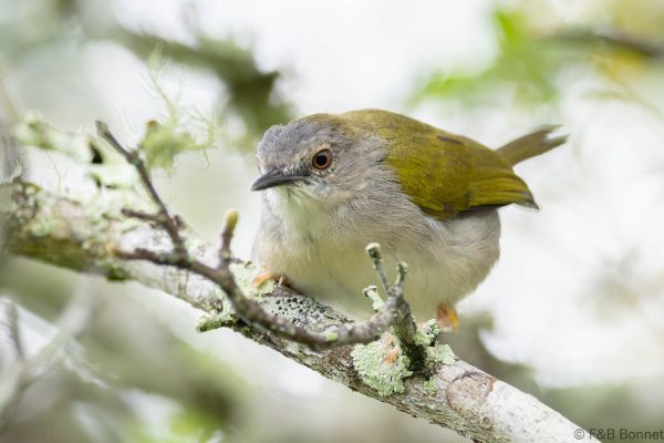 Green-backed Camaroptera - South Africa - Tembe - 2026