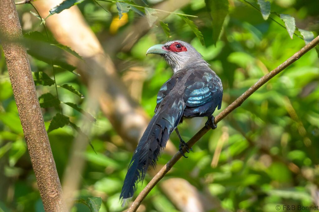 Green-billed Malkoha - Thailand - Bang Phra - 2023