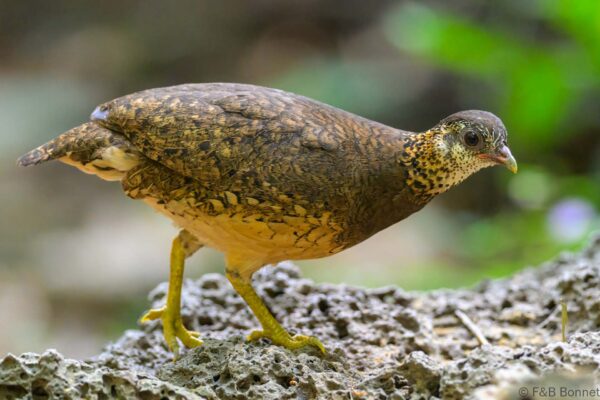 Green-legged Partridge - Vietnam - Cat Tien - 2026