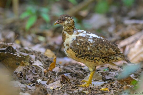 Green-legged Partridge - Vietnam - Cat Tien - 2026