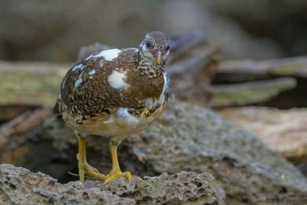 Green-legged Partridge - Vietnam - Cat Tien - 2026