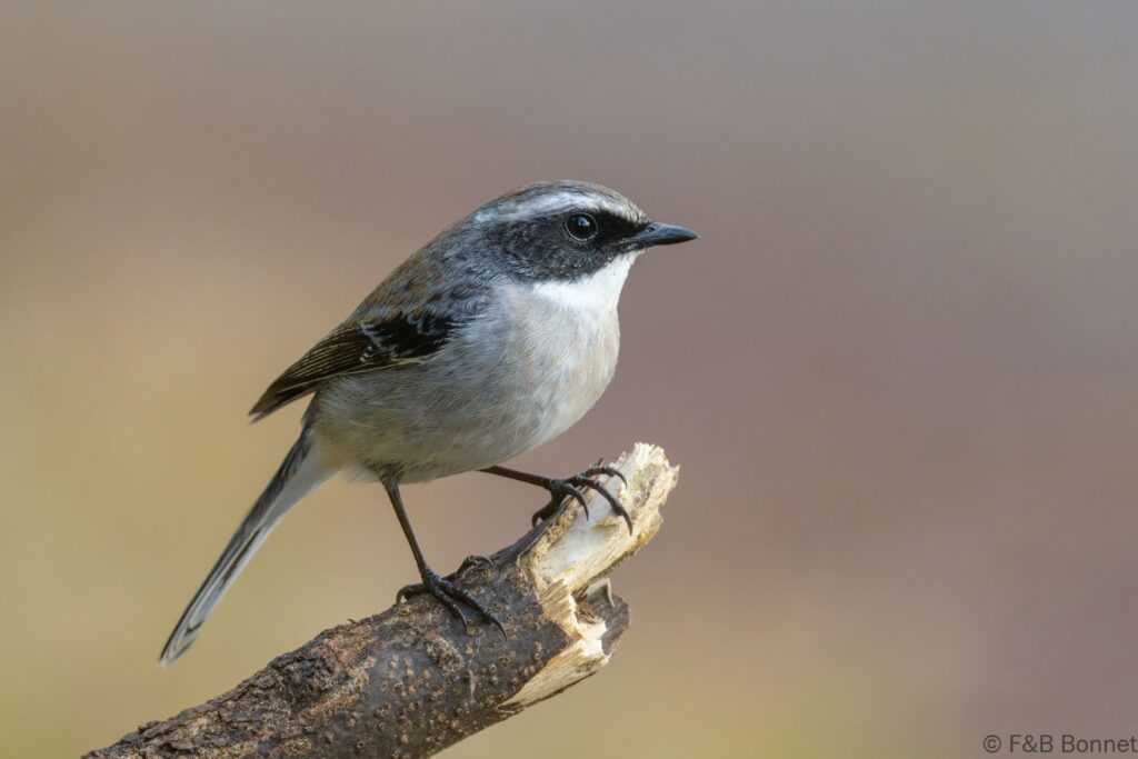Grey Bush Chat ♂ - Thailand - Doi Sanju - 2024