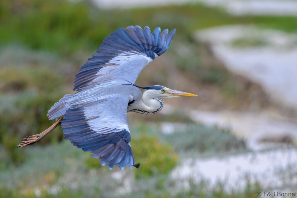 Grey heron south africa 3