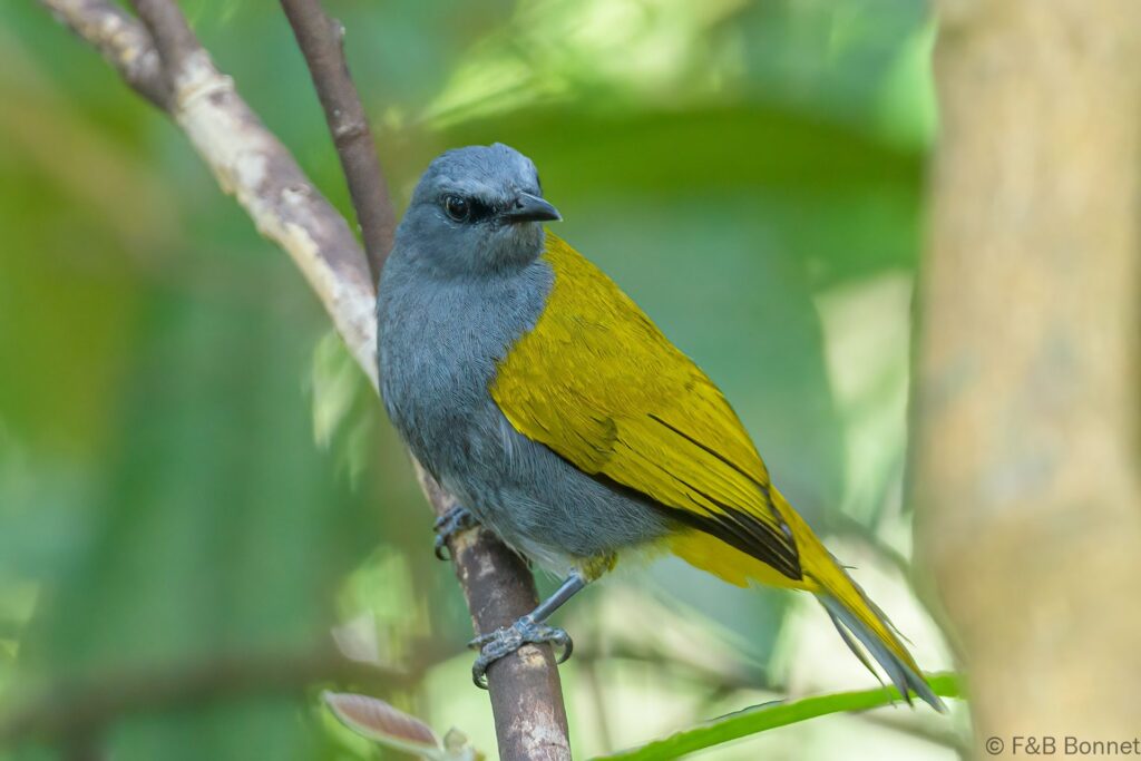 Grey-bellied Bulbul - Thailand - Si Phang Nga - 2023