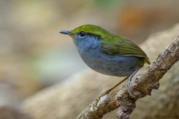 Grey-bellied Tesia - Vietnam - Da Lat - 2026