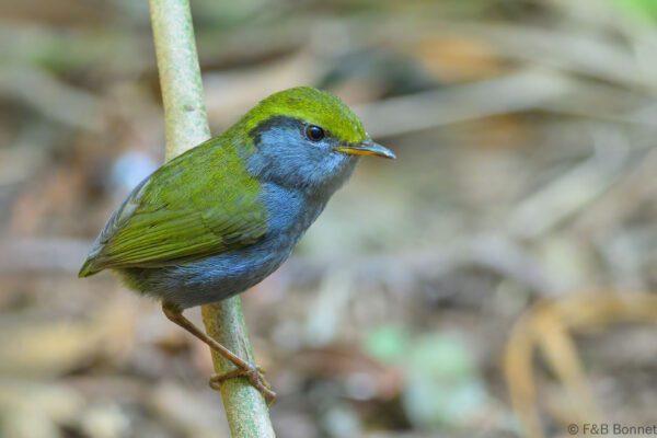 Grey-bellied Tesia - Vietnam - Da Lat - 2026