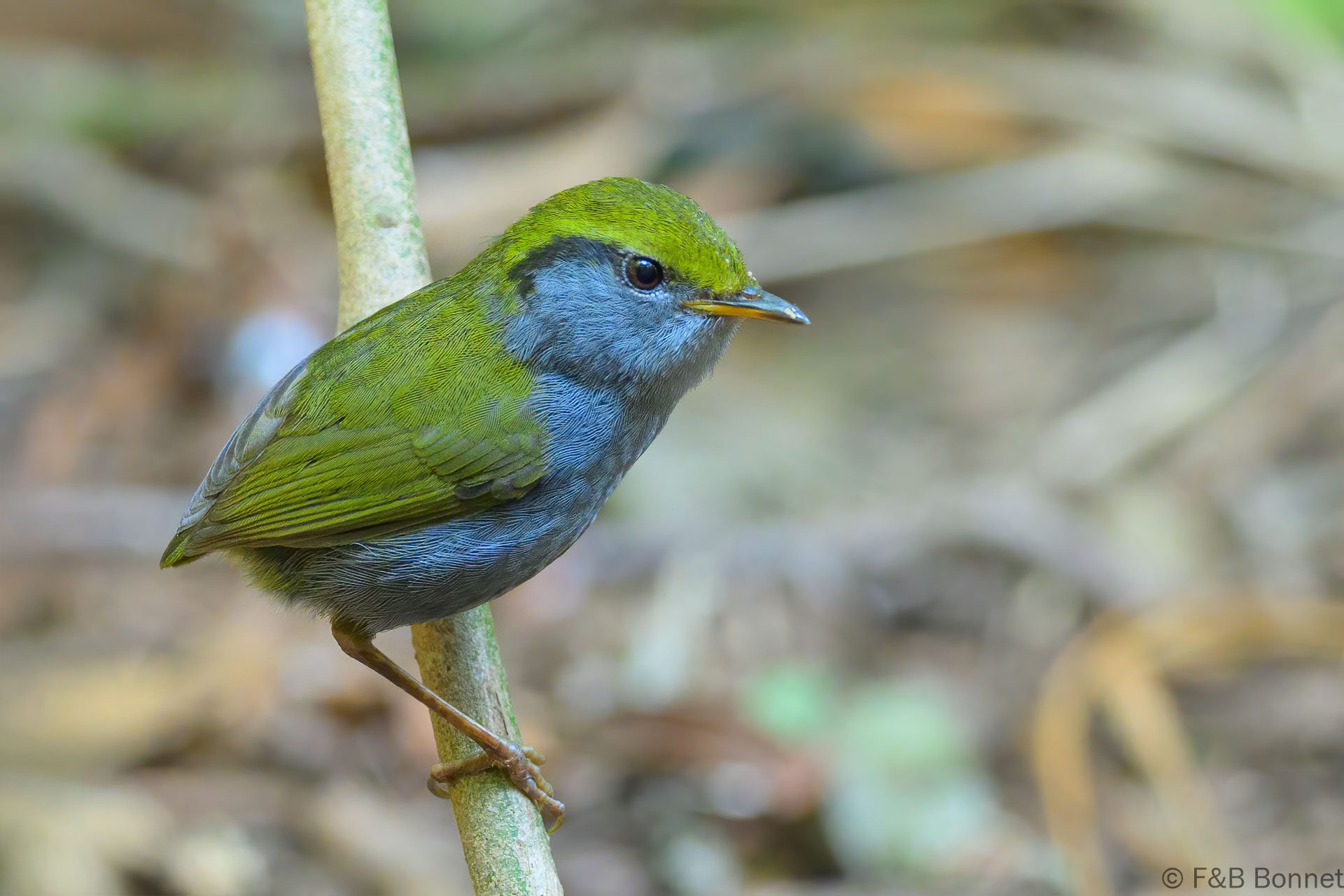 Grey-bellied Tesia - Vietnam - Da Lat - 2026