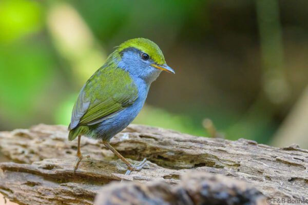 Grey-bellied Tesia - Vietnam - Da Lat - 2026