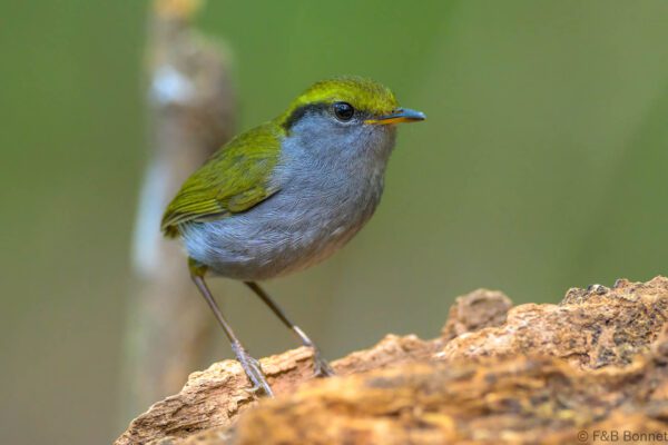 Grey-bellied Tesia - Vietnam - Da Lat - 2026