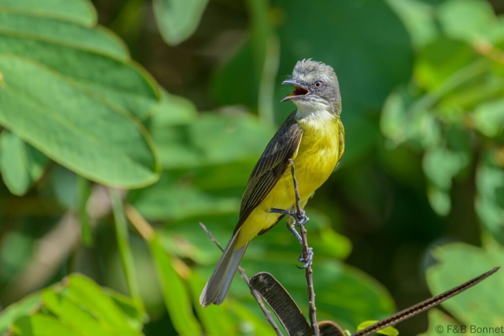 Bienteveo cabecigrís - Costa Rica - Caño negro - 2021
