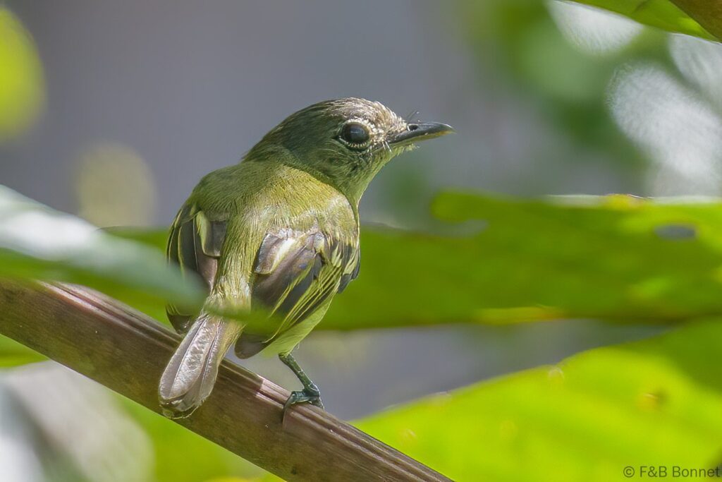 Picoplano cabecigrís - Ecuador - Río Napo - 2023