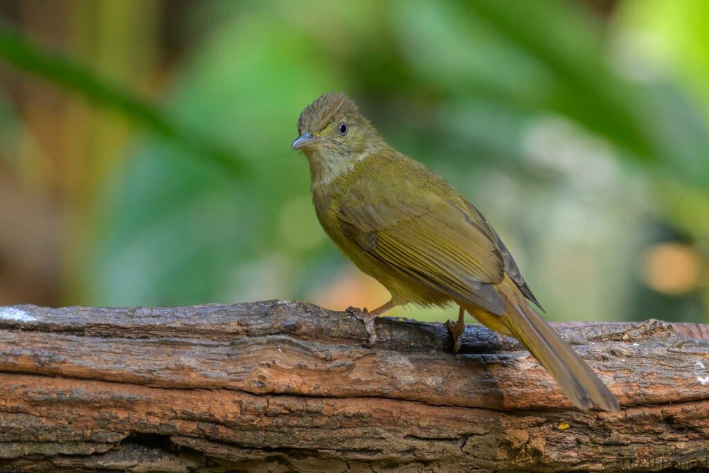 Grey-eyed Bulbul - China - Yunnan - 2025