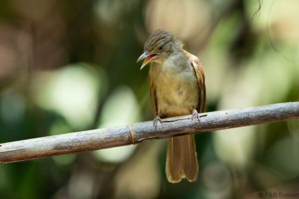 Grey-eyed Bulbul - Thailand - Krung Ching - 2026