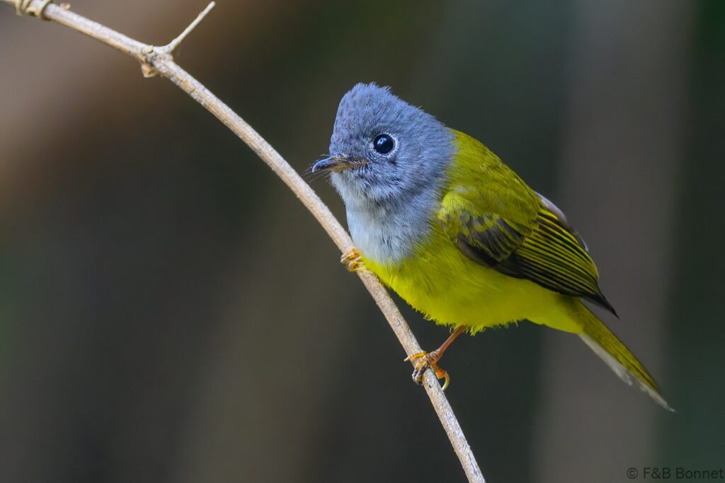 Grey-headed Canary-flycatcher - China - 2025