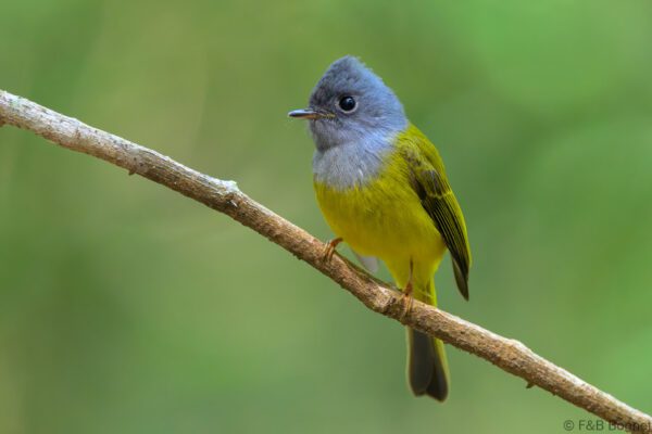 Grey-headed Canary-flycatcher - Vietnam - Da Lat - 2026