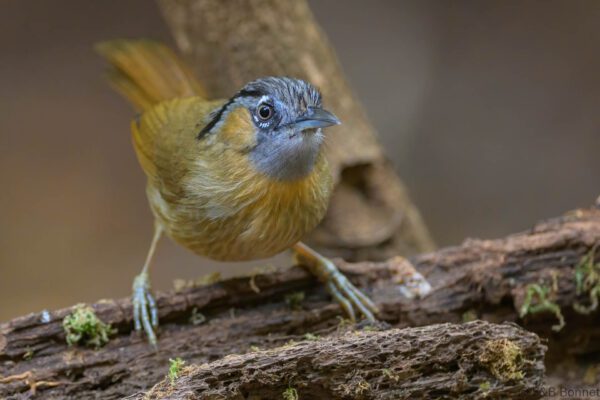 Grey-throated Babbler - Vietnam - Da Lat - 2026