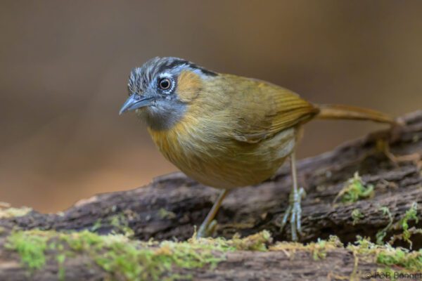 Grey-throated Babbler - Vietnam - Da Lat - 2026