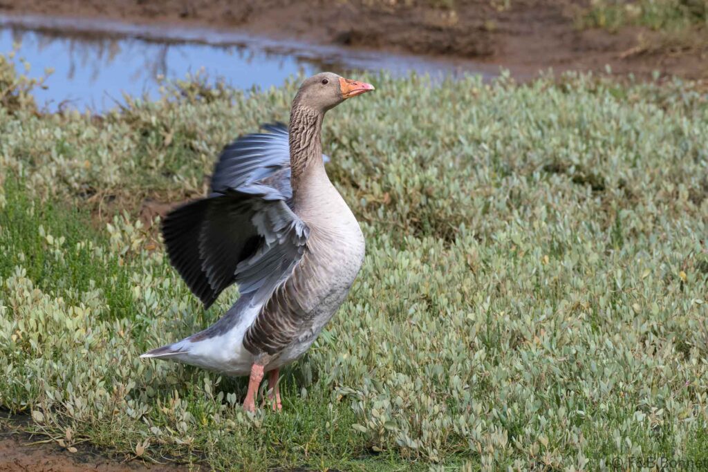 Oie cendrée - France - Bretagne - 2021