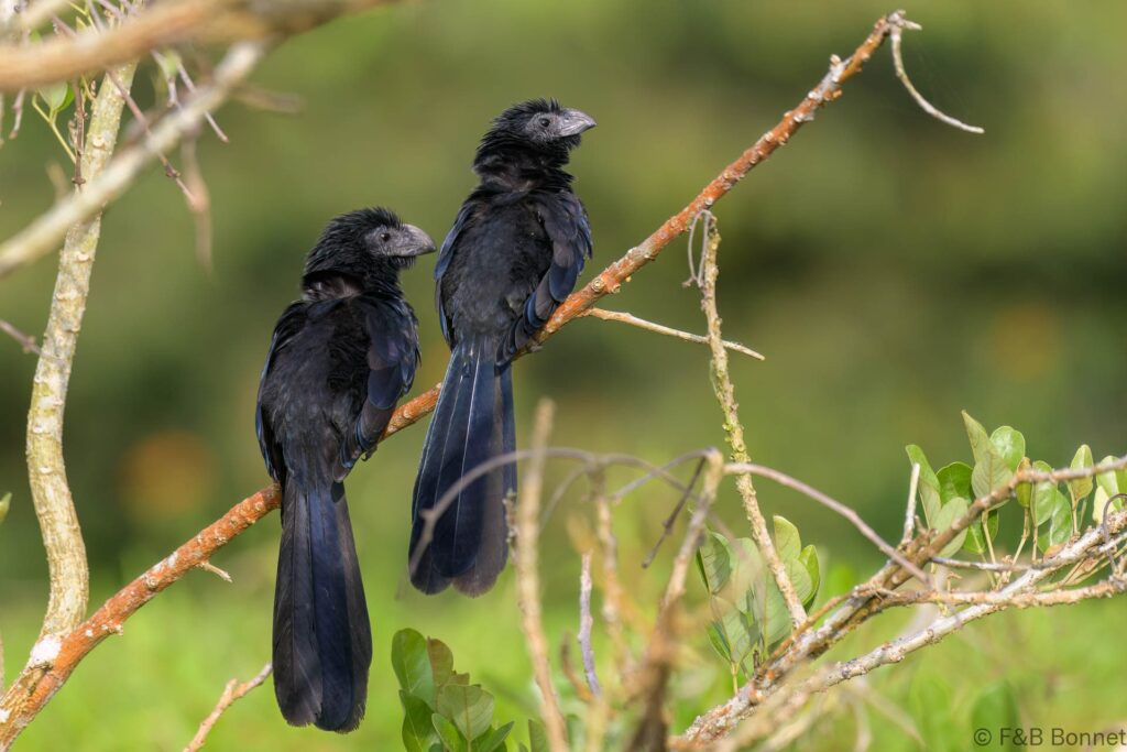 Groove-billed Ani - Costa Rica - Caño Negro - 2021
