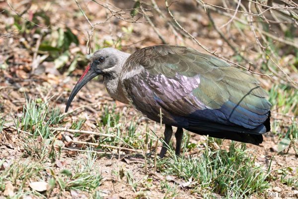 Hadeda Ibis - South Africa - uMkhuze - 2026