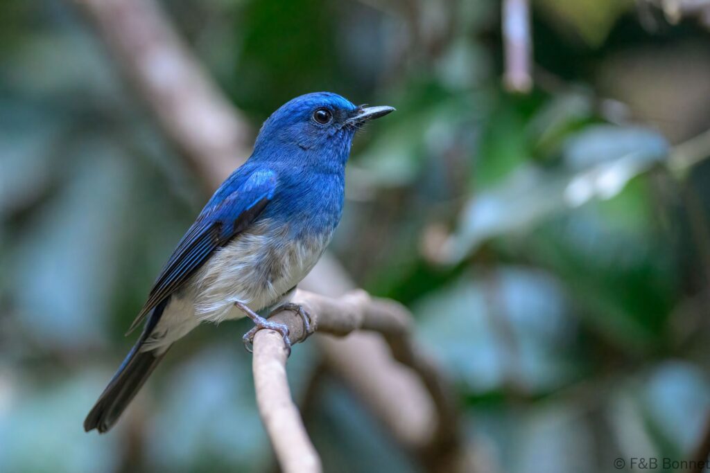 Hainan Blue Flycatcher - Thailand - Kaeng Krachan - 2025