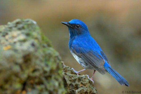 Hainan Blue Flycatcher - Vietnam - Cat Tien - 2026