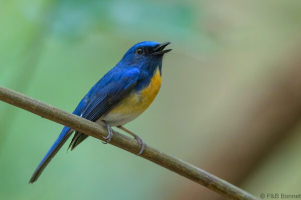 Hainan Blue Flycatcher - Vietnam - Di Linh - 2026