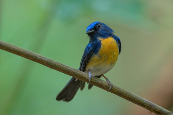 Hainan Blue Flycatcher - Vietnam - Di Linh - 2026