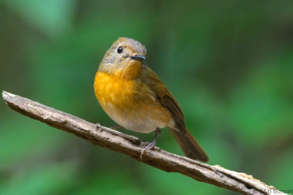 Hainan Blue Flycatcher - Vietnam - Di Linh - 2026