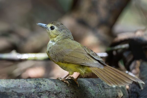 Hairy-backed Bulbul - Thailand - Krung Ching - 2026