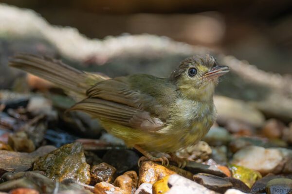 Hairy-backed Bulbul - Thailand - Krung Ching - 2026
