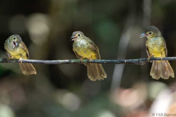 Hairy-backed Bulbul - Thailand - Krung Ching - 2026