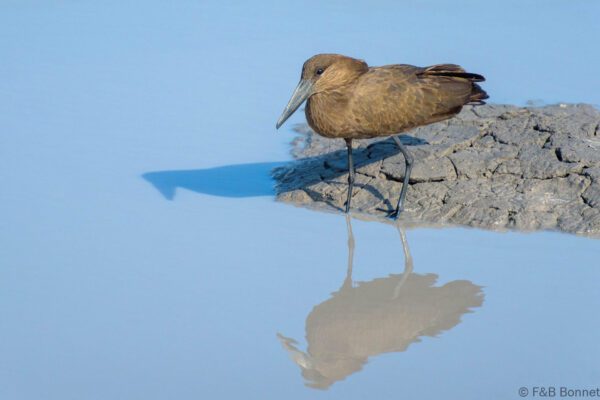 Hamerkop - Botswana - Chobe NP - 2019