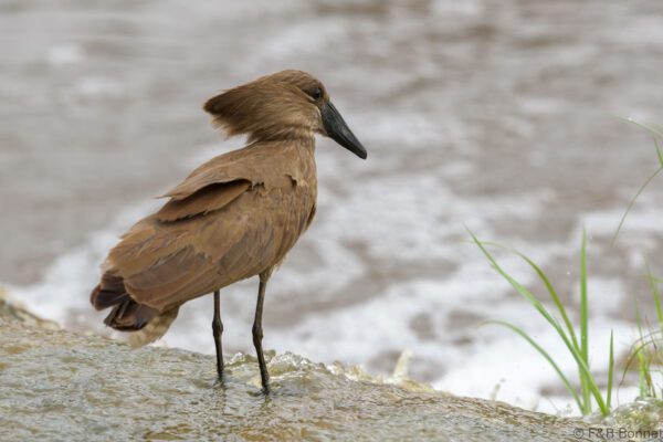 Hamerkop - South Africa - Kruger NP - 2025