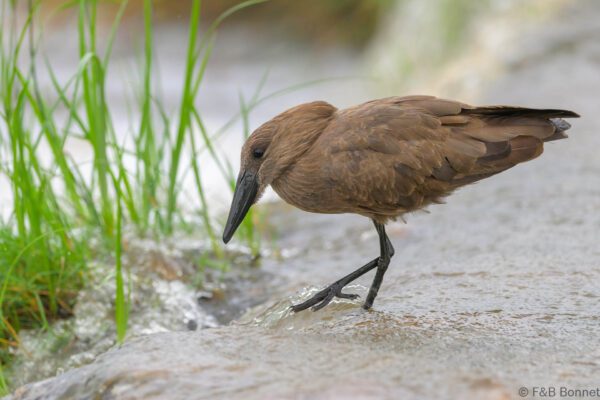 Hamerkop - South Africa - Kruger NP - 2025