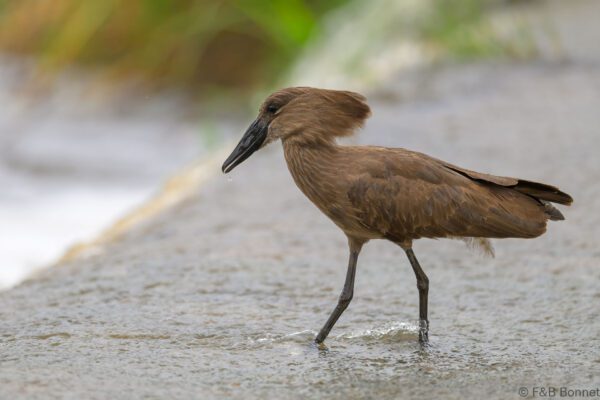 Hamerkop - South Africa - Kruger NP - 2025