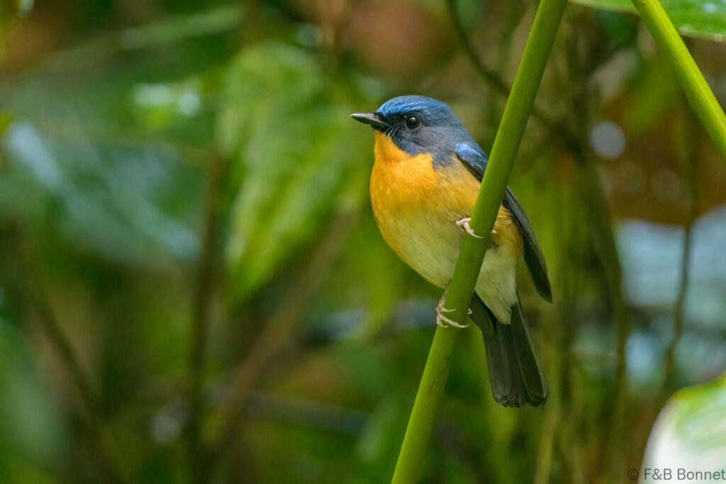 Hill Blue Flycatcher ♂ - Thailand - Doi Inthanon - 2024