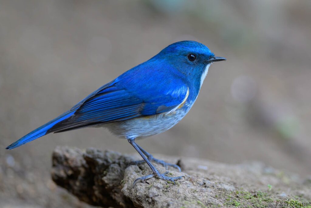 Himalayan Bluetail ♂ - China - Yunnan - 2025