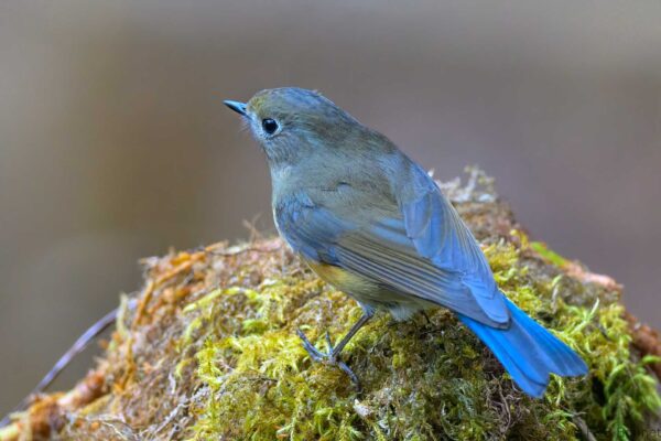 Himalayan Bluetail ♀ - Thailand - Doi Inthanon - 2026