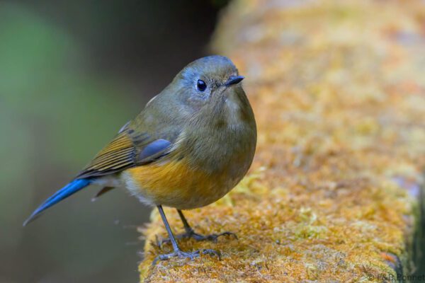 Himalayan Bluetail ♀ - Thailand - Doi Inthanon - 2026