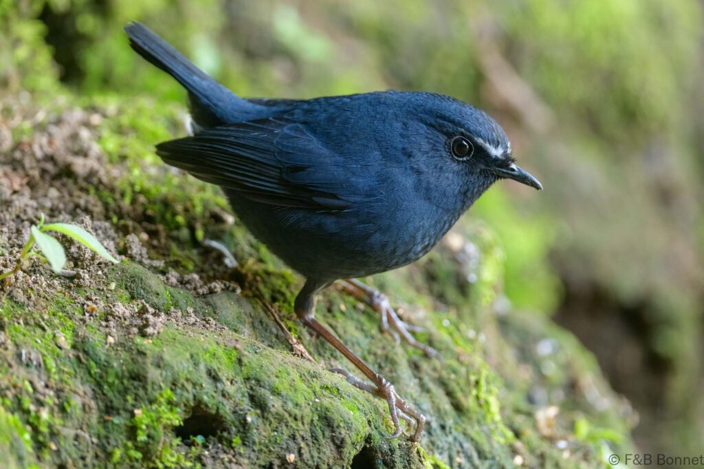 Himalayan Shortwing - China - Yunnan ♂ - 2025