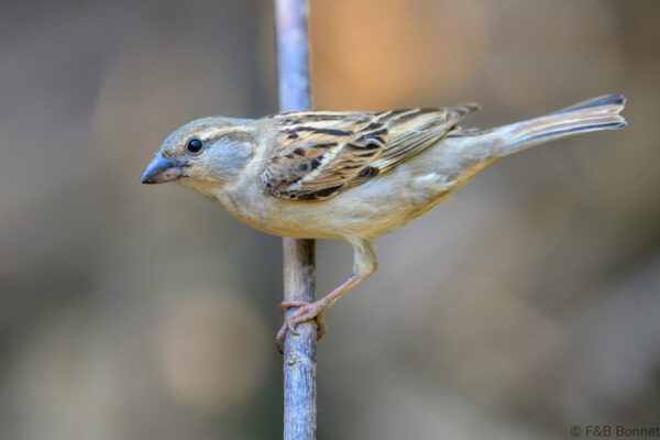 House Sparrow - Thailand - Chiang Rai - 2026