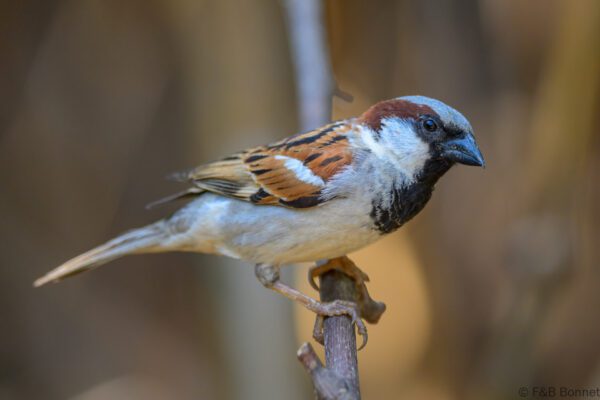 House Sparrow - Thailand - Chiang Rai - 2026