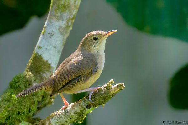 Chochín criollo - Ecuador - Río Napo - 2023