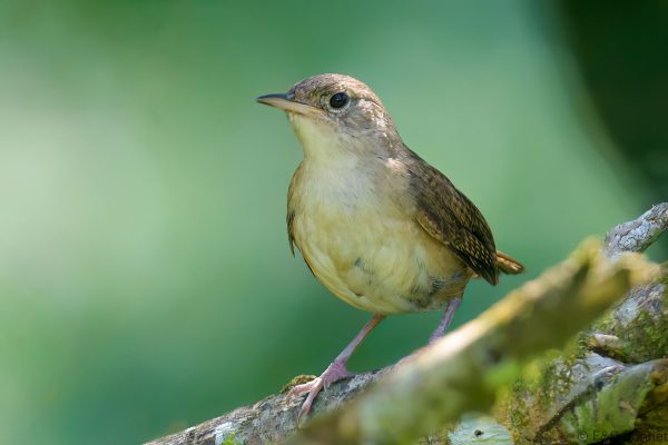 Chochín criollo - Ecuador - Río Napo - 2023