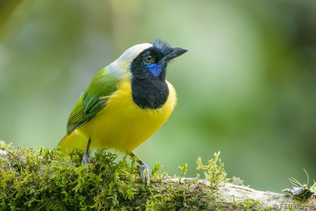 Chara verde - Ecuador - Guango lodge - 2023